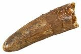 Juvenile Fossil Spinosaurus Tooth - Feeding Worn Tip #345889-1
